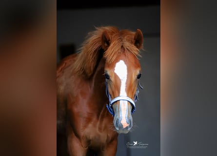 Deutsches Reitpony, Stute, Fohlen (02/2024), Fuchs