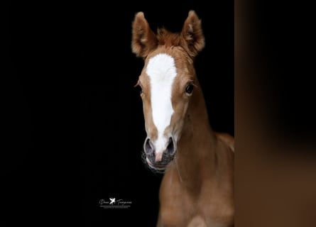 Deutsches Reitpony, Stute, , Fuchs