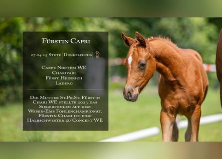 Deutsches Reitpony, Stute, , Fuchs