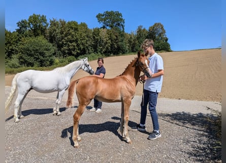 Deutsches Reitpony, Stute, Fohlen (04/2026), Fuchs
