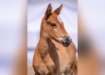 Deutsches Reitpony, Stute, Fohlen (05/2023), Fuchs