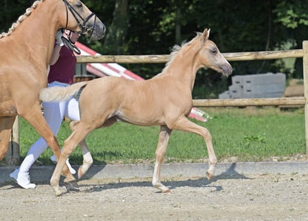 Deutsches Reitpony, Stute, Fohlen (04/2025), Palomino