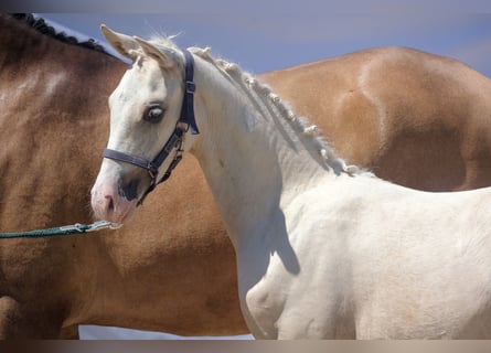 Deutsches Reitpony, Stute, Fohlen (04/2024), Palomino