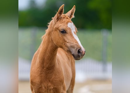 Deutsches Reitpony, Stute, Fohlen (05/2026), Palomino