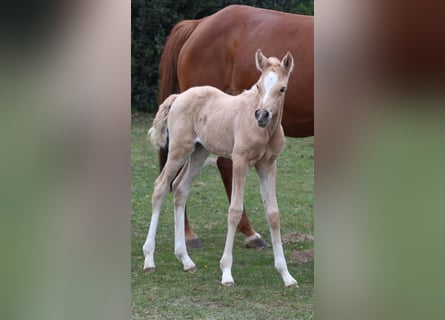 Deutsches Reitpony, Stute, , Palomino