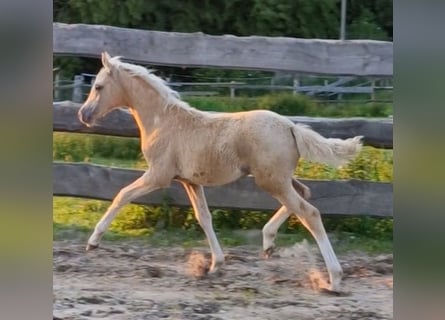 Deutsches Reitpony, Stute, , Palomino
