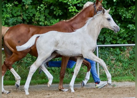 Deutsches Reitpony, Stute, Fohlen (04/2024), Palomino