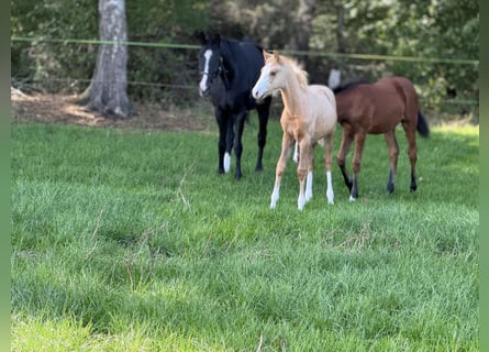 Deutsches Reitpony, Stute, Fohlen (05/2025), Palomino