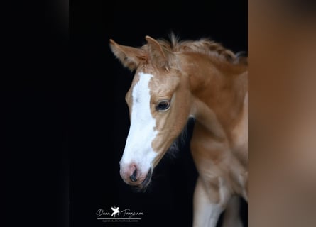 Deutsches Reitpony, Stute, Fohlen (05/2025), Palomino