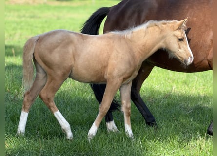 Deutsches Reitpony, Stute, Fohlen (06/2025), Palomino