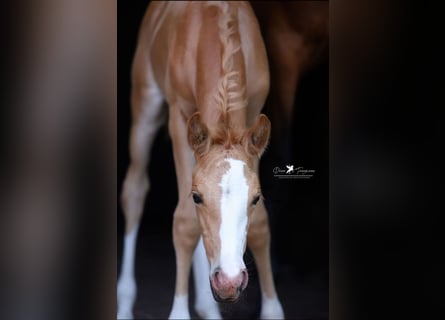 Deutsches Reitpony, Stute, , Palomino