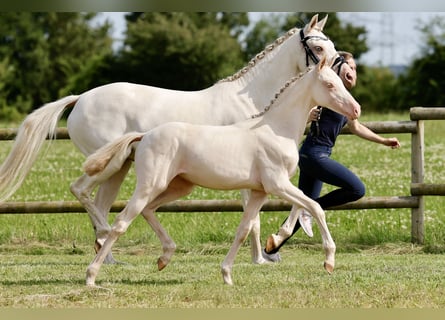 Deutsches Reitpony, Stute, Fohlen (04/2024), Perlino