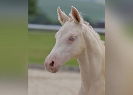 Deutsches Reitpony, Stute, Fohlen (04/2025), Perlino