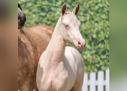 Deutsches Reitpony, Stute, Fohlen (04/2026), Perlino
