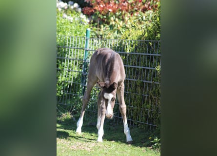 Deutsches Reitpony, Stute, , Rappe