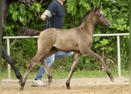 Deutsches Reitpony, Stute, Fohlen (04/2024), Rappe