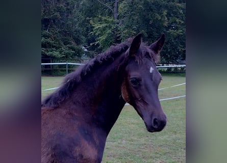 Deutsches Reitpony, Stute, Fohlen (05/2023), Rappe