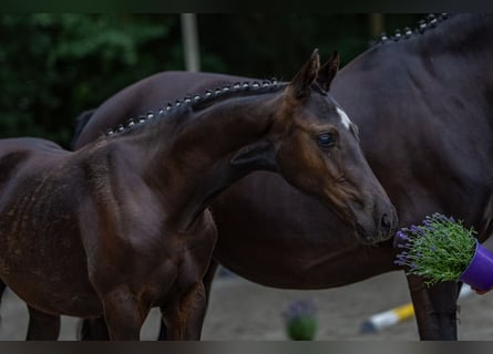 Deutsches Reitpony, Stute, , Rappe