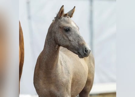 Deutsches Reitpony, Stute, Fohlen (03/2024), Schimmel