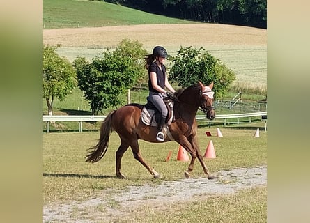 Deutsches Reitpony, Wallach, 10 Jahre, 145 cm, Fuchs
