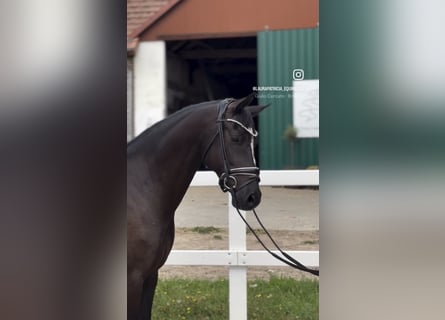 Deutsches Reitpony, Wallach, 10 Jahre, 146 cm, Rappe