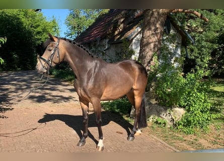 Deutsches Reitpony, Wallach, 10 Jahre, 147 cm, Buckskin