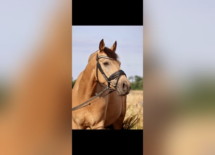 Deutsches Reitpony, Wallach, 10 Jahre, 148 cm, Buckskin