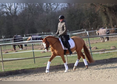 Deutsches Reitpony, Wallach, 10 Jahre, 148 cm, Fuchs