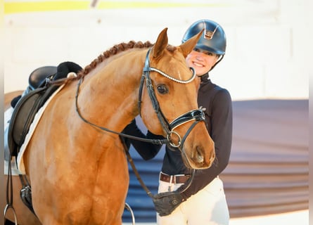 Deutsches Reitpony, Wallach, 10 Jahre, 148 cm, Fuchs