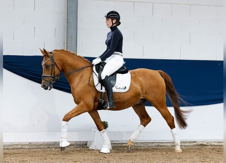 Deutsches Reitpony, Wallach, 10 Jahre, 148 cm, Fuchs
