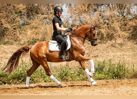 Deutsches Reitpony, Wallach, 10 Jahre, 148 cm, Fuchs