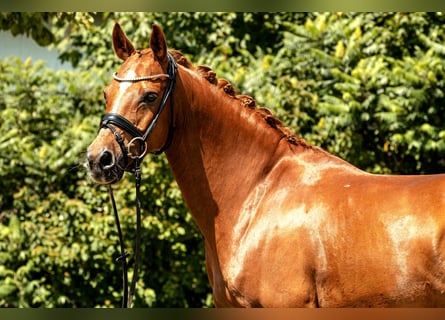 Deutsches Reitpony, Wallach, 10 Jahre, 148 cm, Fuchs