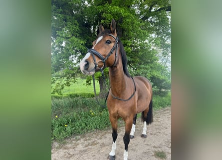 Deutsches Reitpony, Wallach, 10 Jahre, 151 cm, Brauner