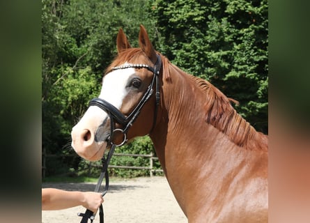 Deutsches Reitpony, Wallach, 10 Jahre, 154 cm, Fuchs