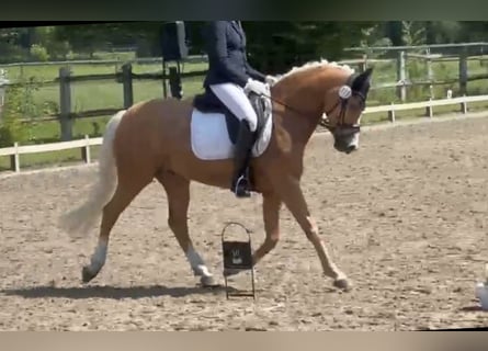 Deutsches Reitpony, Wallach, 10 Jahre, 155 cm, Palomino