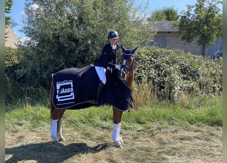 Deutsches Reitpony, Wallach, 11 Jahre, 146 cm, Fuchs