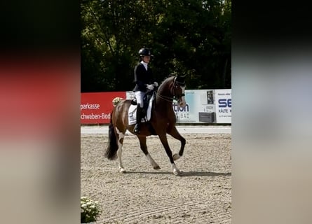 Deutsches Reitpony, Wallach, 11 Jahre, 147 cm, Brauner