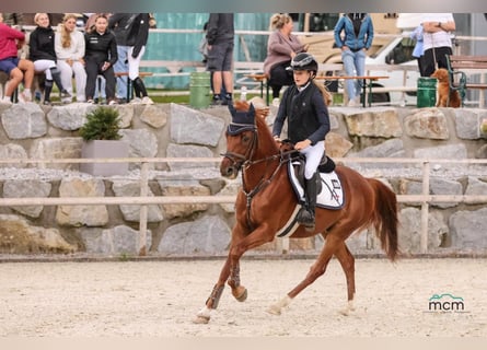 Deutsches Reitpony, Wallach, 11 Jahre, 147 cm, Dunkelfuchs