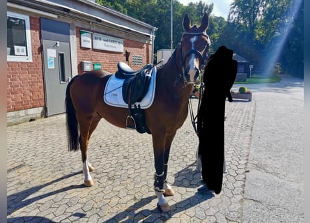 Deutsches Reitpony, Wallach, 11 Jahre, 148 cm, Brauner