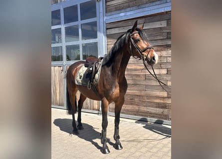Deutsches Reitpony, Wallach, 11 Jahre, 148 cm, Dunkelbrauner