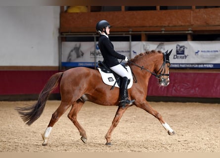 Deutsches Reitpony, Wallach, 11 Jahre, 148 cm, Dunkelfuchs