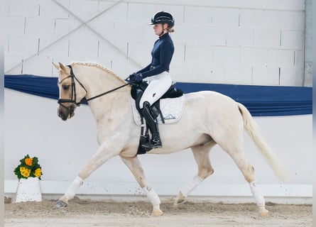 Deutsches Reitpony, Wallach, 11 Jahre, 148 cm, Palomino