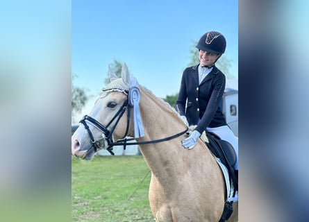 Deutsches Reitpony, Wallach, 11 Jahre, 148 cm, Palomino