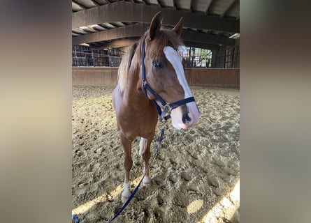 Deutsches Reitpony, Wallach, 11 Jahre, 150 cm, Fuchs