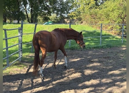 Deutsches Reitpony, Wallach, 11 Jahre, 150 cm, Fuchs