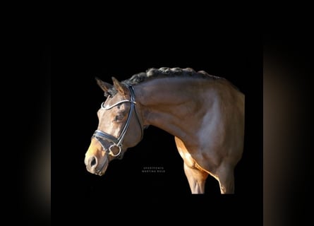 Deutsches Reitpony, Wallach, 11 Jahre, 151 cm, Brauner