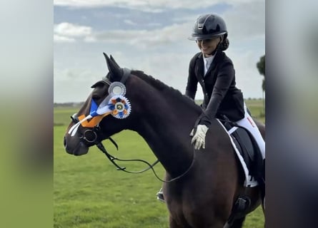 Deutsches Reitpony, Wallach, 11 Jahre, 153 cm, Dunkelbrauner