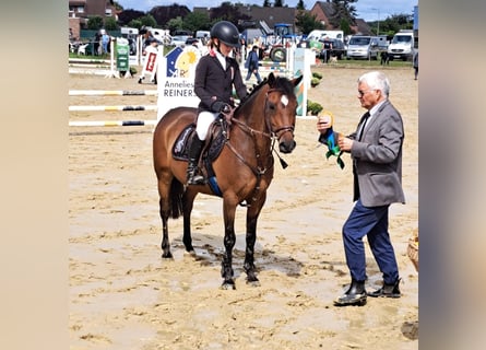 Deutsches Reitpony, Wallach, 12 Jahre, 138 cm, Brauner