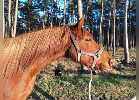 Deutsches Reitpony, Wallach, 12 Jahre, 145 cm, Fuchs