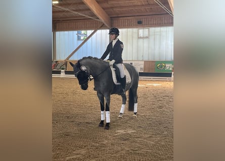 Deutsches Reitpony, Wallach, 12 Jahre, 145 cm, Rappschimmel